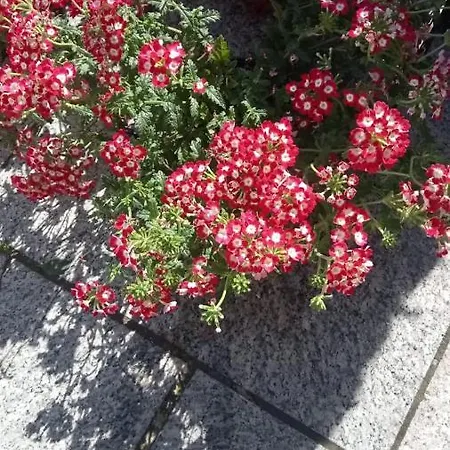Za Matalena Calangianus